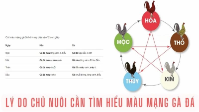 Bật mí tuyệt chiêu xem màu mạng gà đá mà bạn không thể bỏ lỡ